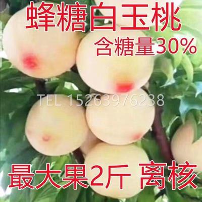 新品种耐寒特大桃树苗嫁接蜂