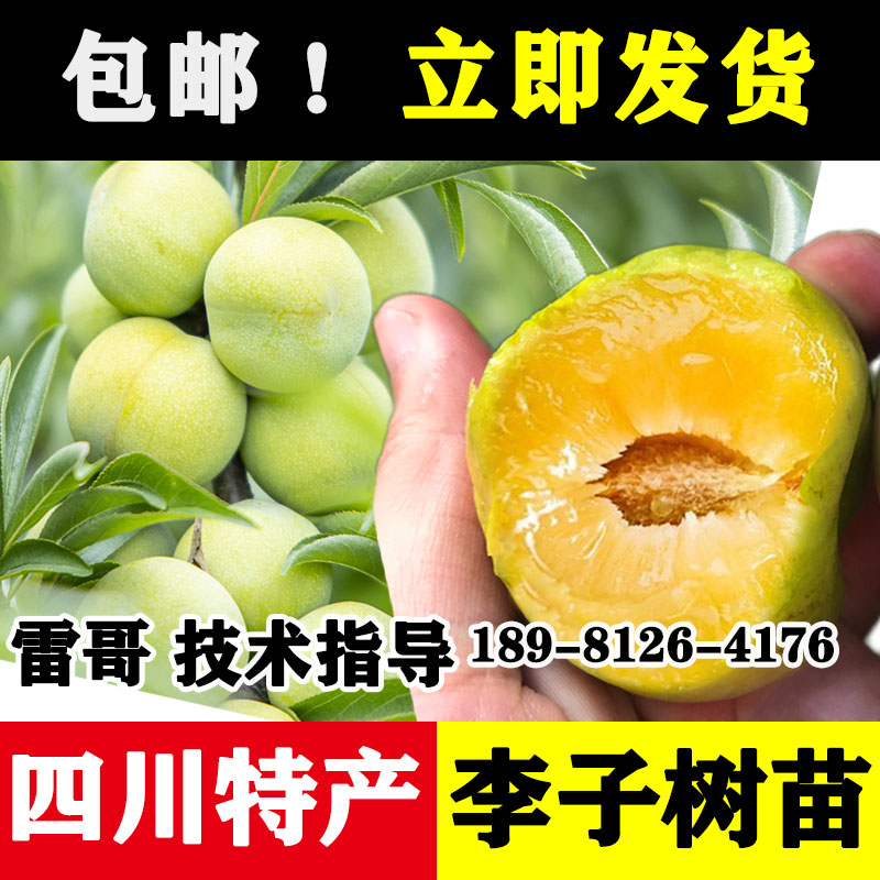 四川脱骨青脆蜂糖李子树苗新品种盆栽地栽水果树果苗南方水果大全