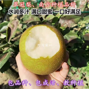翠冠梨树果苗盆栽地栽黄花梨树苗南方北方种植庭院水果树当年结果