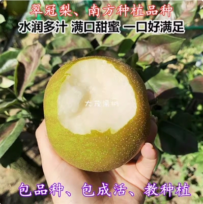 翠冠梨树果苗盆栽地黄花南方