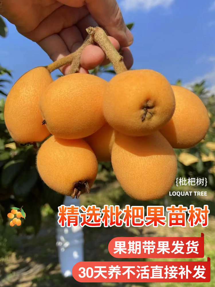 枇杷苗树果苗盆栽嫁接四季水果苗琵琶批把荔枝树苗南北方庭院地栽