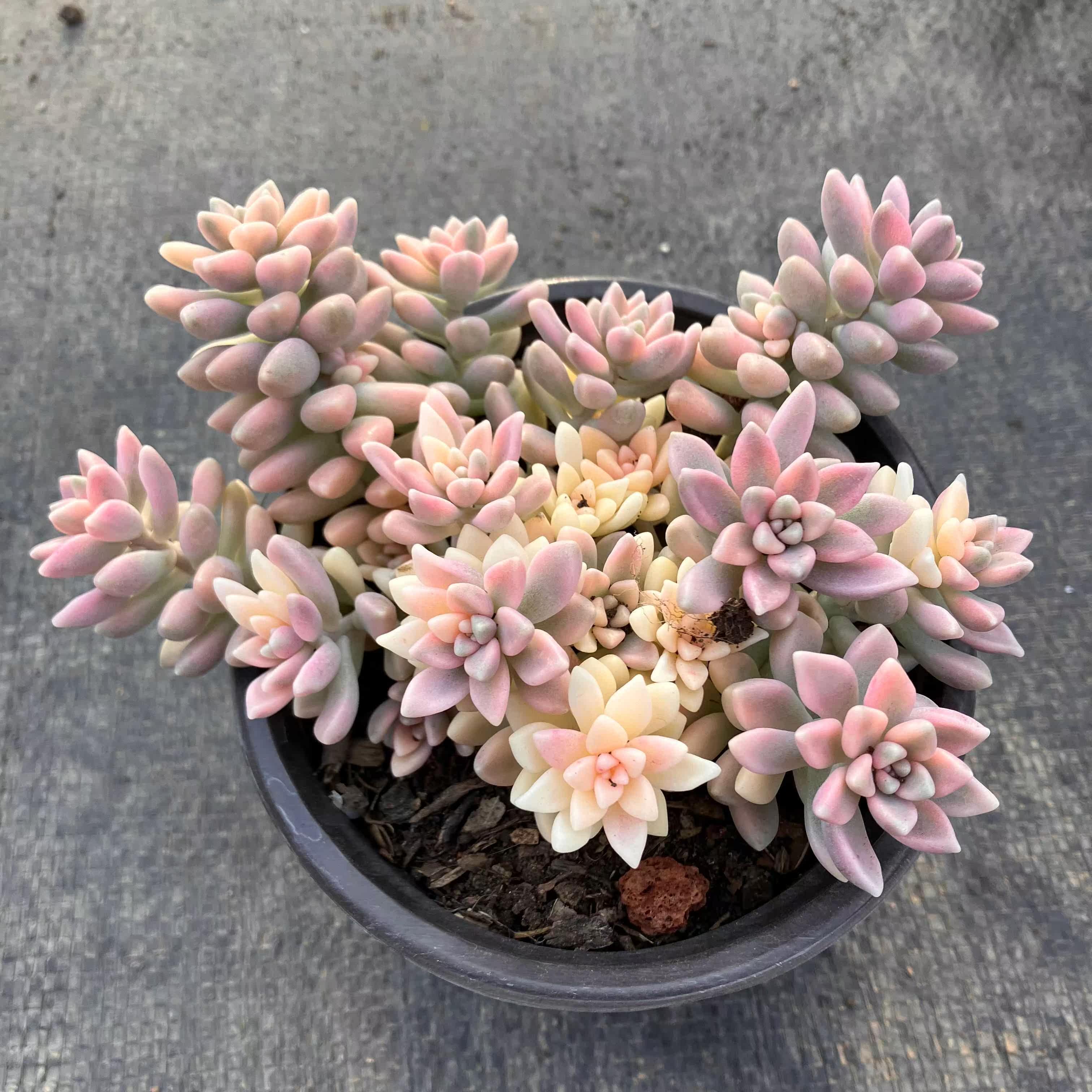 姬秋丽锦多肉植物大群好看新手阳台办公室新品特价包邮