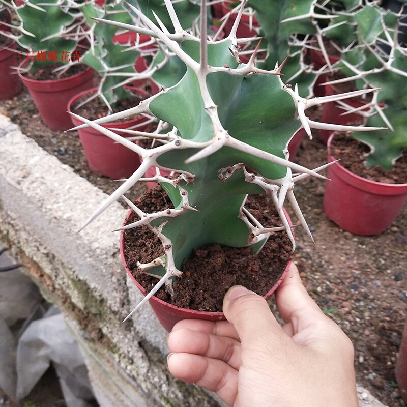 狂刺仙人掌【三角大戟柱】懒人易养大戟科系列植物观赏美观