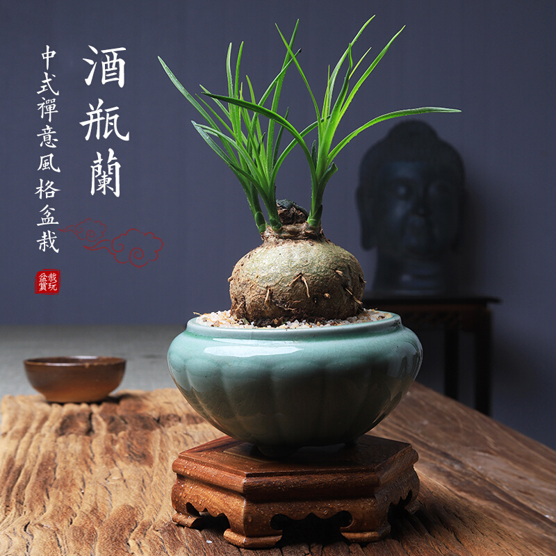 酒瓶兰盆栽中式禅意办公室植物客厅好养净化空气桌面小绿植盆景