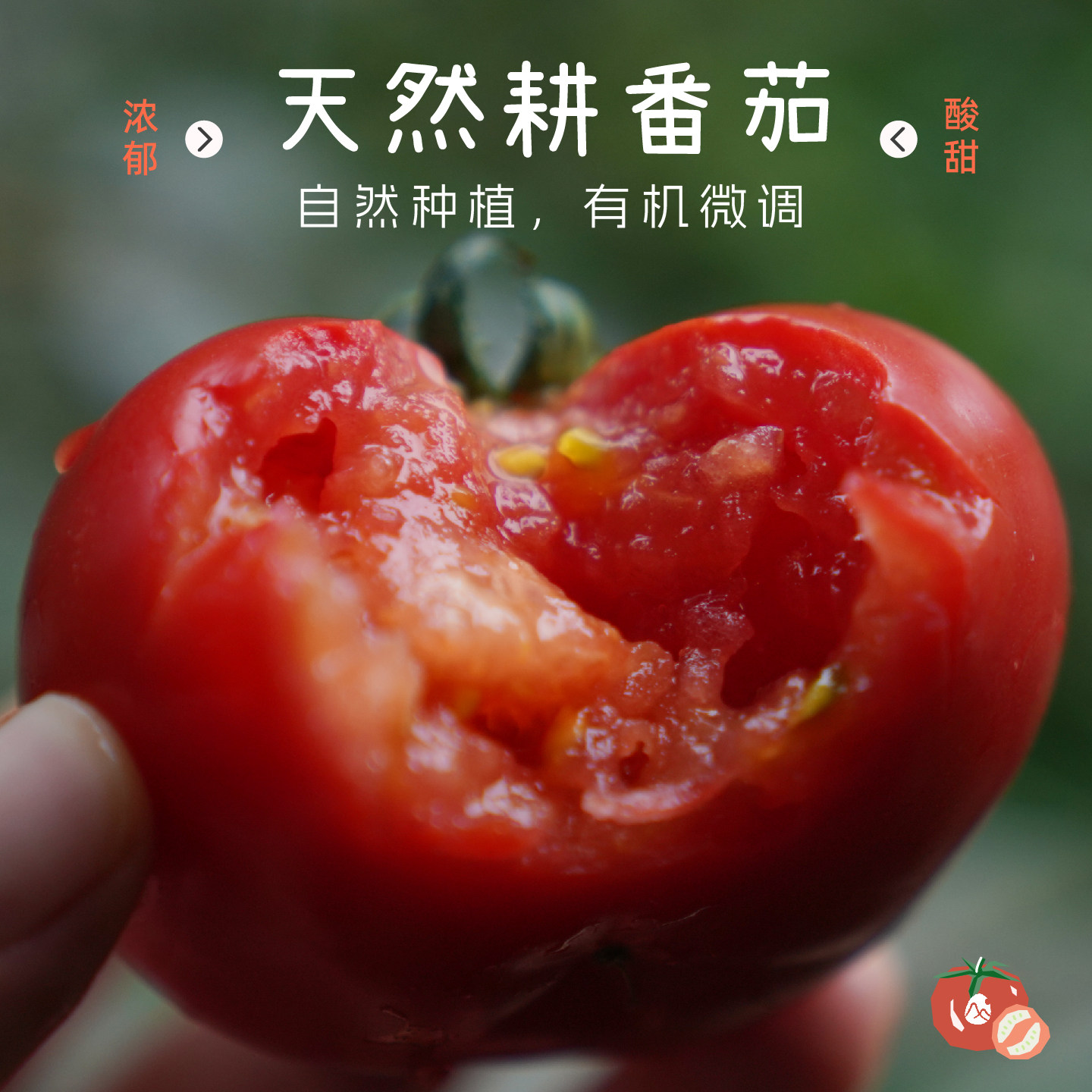 预【山纪精选】天然耕番茄/自然种植/有机微调