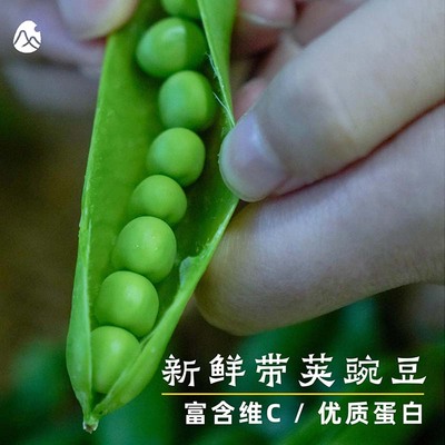预【山纪生鲜】高原带荚水果豌豆清甜嫩特有品种1.5kg/2.5kg