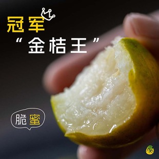 预【山纪严选】核心产区冠军——脆蜜金桔王