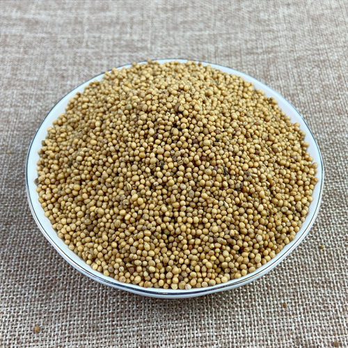 材黄芥子芥菜籽青菜子白芥子调味品芥末大货籽类