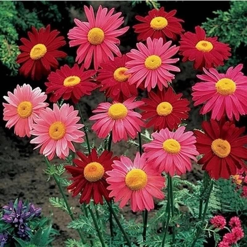 Brief 1 Pack 50 Seeds Pyrethrum Seed Flower Garden Plant See