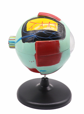 39054眼球解剖模型6倍自然眼构造模型中小学生物教学实验仪器设备