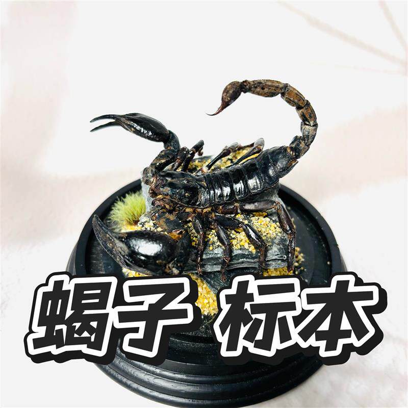 昆虫标本 创意蝎子标本摆件  独特收藏 个性好物 创意礼品
