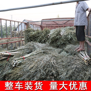 精选小竹扫把大扫把环卫马路扫大街的家用庭院子加大扫帚竹制工地