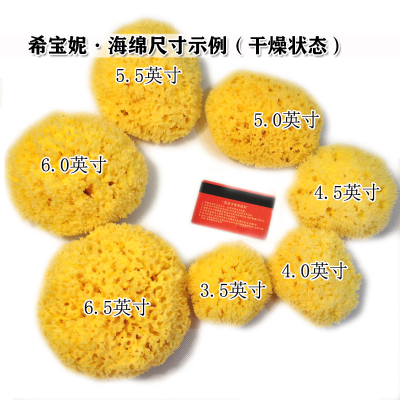 希腊天然海藻棉 自然原色蜂窝洗澡海绵5.5~6英寸地中海沐浴刷棉球