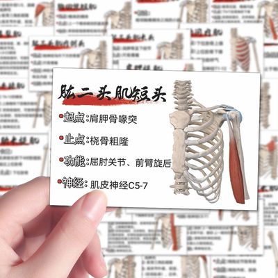 106张人体肌肉解析贴纸肌肉解剖学习图鉴创意diy装饰防水贴纸