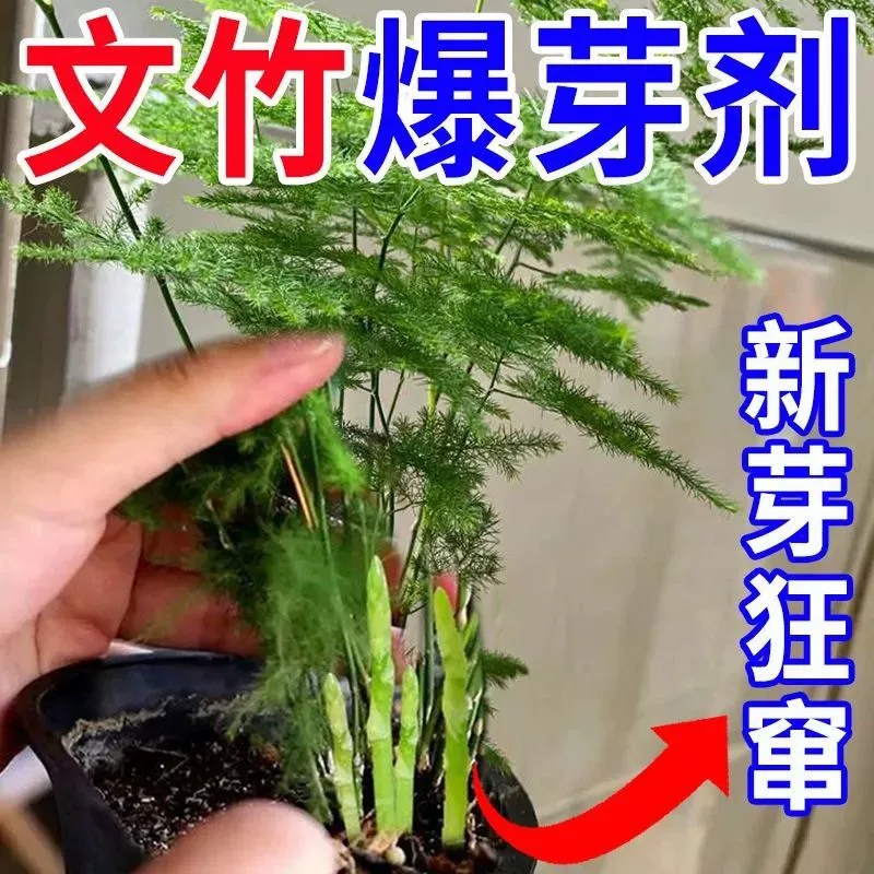 猛爆芽】新款文竹营养液专用肥催嫩芽促绿叶专治发黄干尖枯瘦烂根