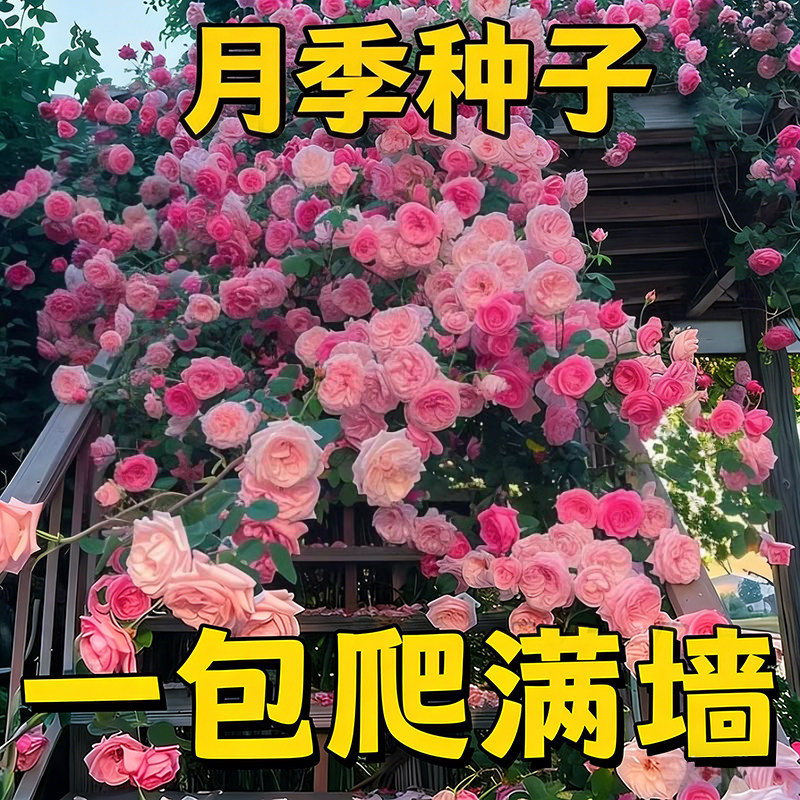 爬藤月季花种子爬墙造型易种花卉花籽室外花种新手开花植物花种子