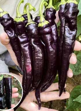 黑辣椒种子中早熟外皮接近黑紫色光亮美观辣味浓辣椒籽蔬菜种高产