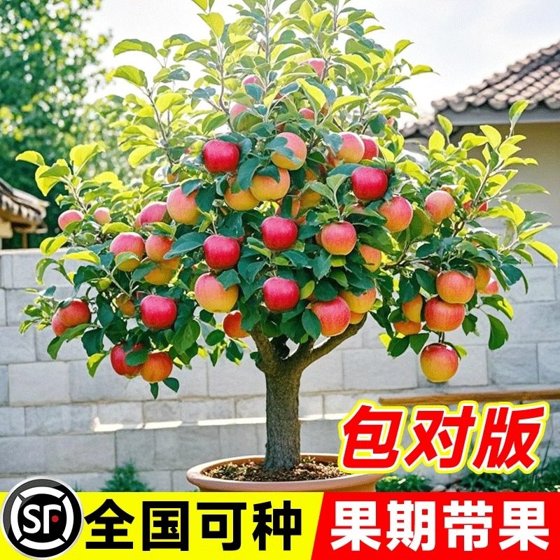 矮化盆栽苹果树果苗地栽室内南北方种植冰糖心苹果树苗当年结果苗图片
