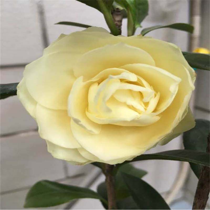 黄达茶花盆栽室内外植物阳台花卉庭院绿植黄色稀有品种树苗金丝雀