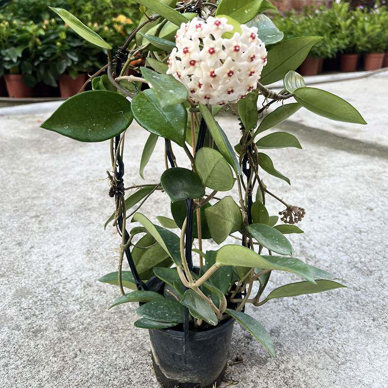 花叶球兰锦 观叶观花植物 花团锦簇 日系北欧风 垂吊开花植物盆栽