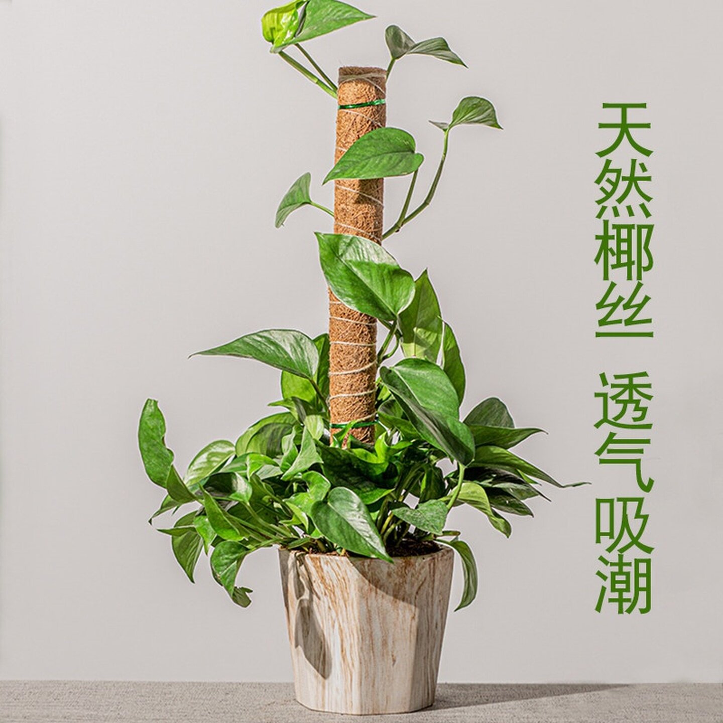 植物造型爬藤植物固定架绿萝柱椰棕棒棕榈棒水苔龟背竹花卉支撑杆