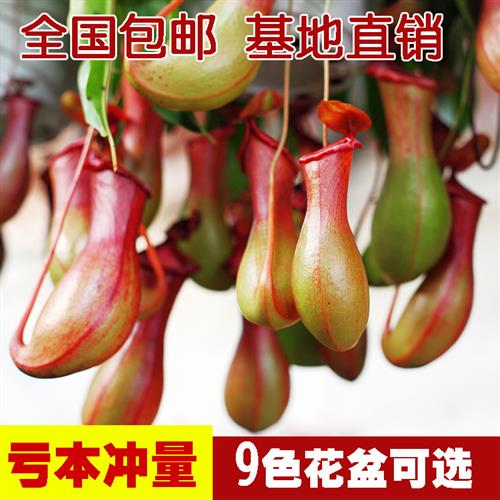 猪笼草植物盆栽垂吊食虫草捕蝇草吊兰捕蚊绿植创意送礼趣味花卉