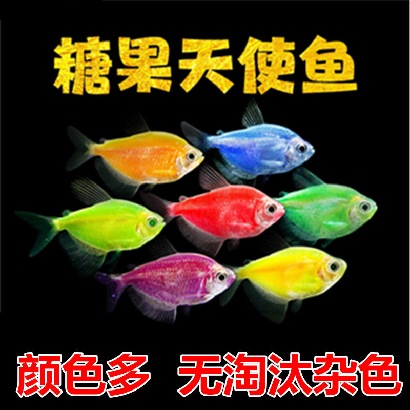 荧光天使鱼 糖果天使 彩衣天使 新手小型热带鱼 观赏鱼好养活包邮