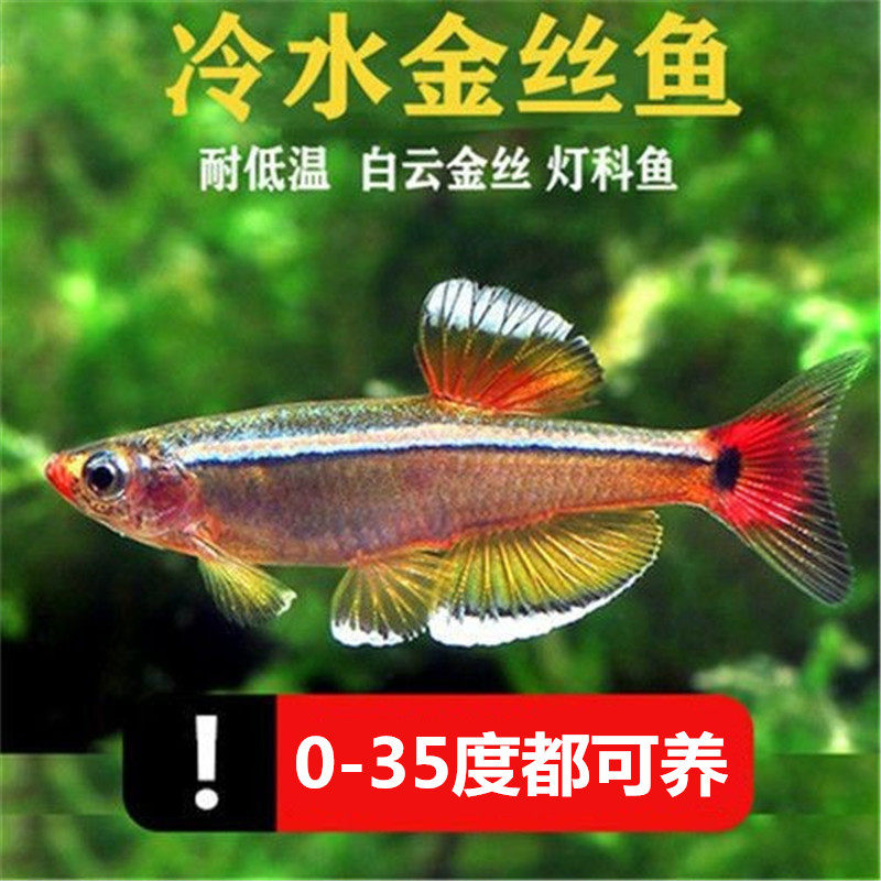 白云金丝鱼冷水鱼大帆红尾灯科鱼小型鱼原生鱼金鱼新手群游观赏鱼