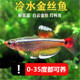 白云金丝鱼冷水鱼大帆红尾灯科鱼小型鱼原生鱼金鱼新手群游观赏鱼