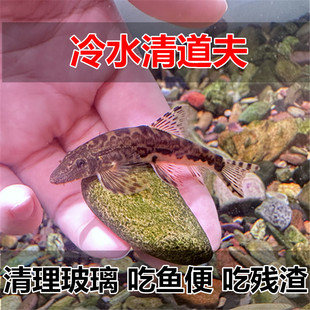 樱口锦鲤金鱼专用冷水清洁鱼 吃垃圾吃鱼屎中大型清洁工冷水鱼