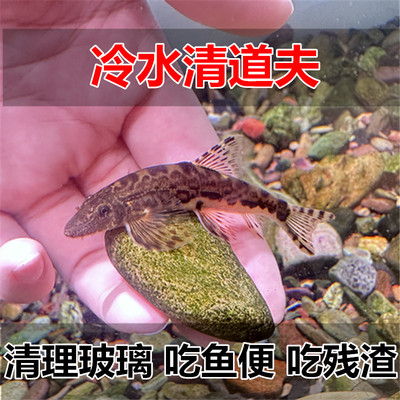 樱口锦鲤金鱼专用冷水清洁鱼 吃垃圾吃鱼屎中大型清洁工冷水鱼