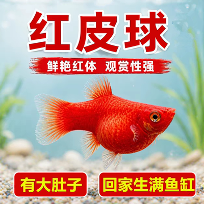 红皮球公母太阳鱼淡水