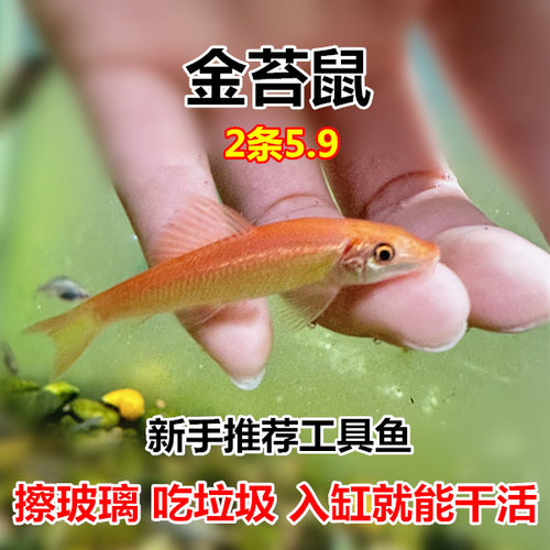 金苔鼠 鱼缸清洁鱼 清道夫 工具鱼 吃垃圾 擦玻璃 新手好养热带鱼