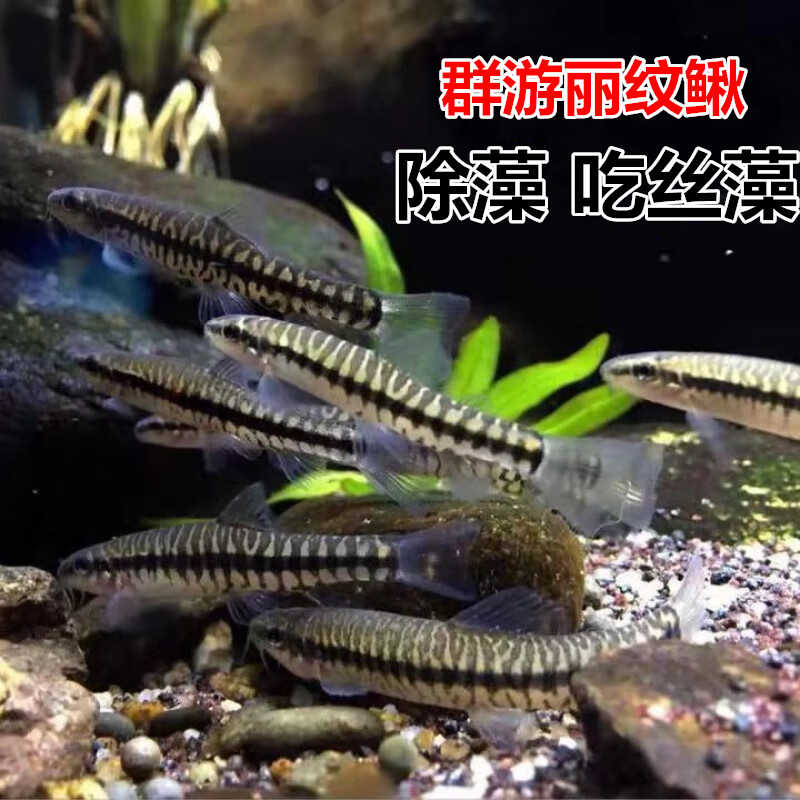 丽纹鳅 原生工具鱼 冷水鱼 无需加温 除藻吃丝藻 鱼缸工具鱼包邮