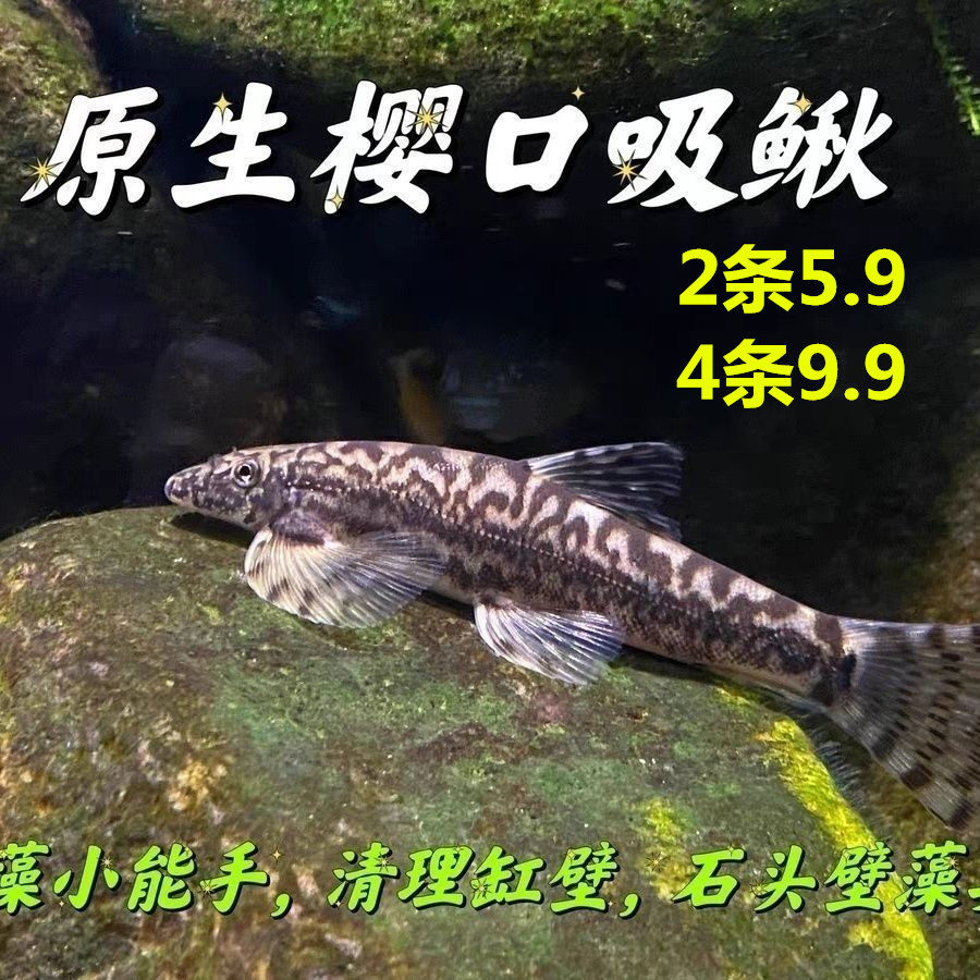 锦鲤金鱼专用冷水清洁鱼 吃垃圾吃鱼屎中大型清洁工冷水鱼包邮