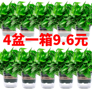 绿萝盆栽带盆装 室内净化空气观叶植物新手易养活绿植室内好养植物