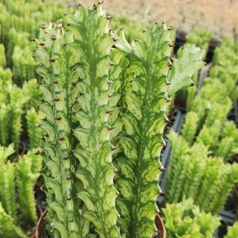 龙骨锦 玉龙锦 大戟科因多刺柱体有划伤砍头自根满18元包邮非偏远