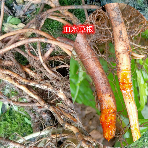 药材生鲜血水草水黄连见血参兜蓬草马蹄草鸡抓莲黄血水草干根500g