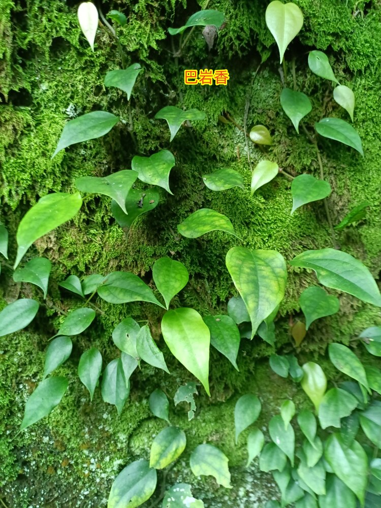 中药材新鲜 巴岩香 爬岩香石南藤海风藤药材丁父原生新鲜现采现发