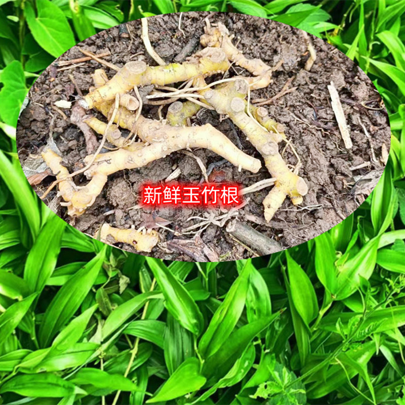 中药材玉竹根500g玉参尾生铃铛菜靠山竹节地虫蝉竹根竹节黄尾参苗