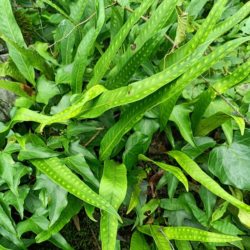 贵州中药材黄瓦韦新鲜现采全草