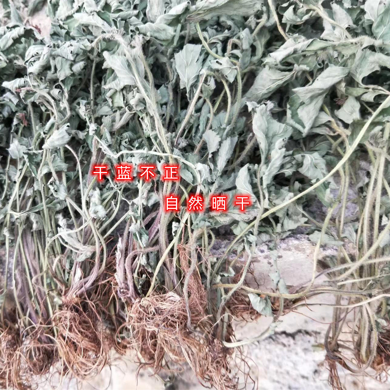 中药材正品干蓝不正柔毛蓝布正兰布正南布阵南不正路边青干货无硫