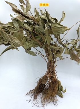 中药材500g落地梅重楼排草红叶四块瓦四叶黄四儿风干全草新货无硫