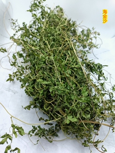中药材海金沙藤铁线藤松筋草满天云化石茶爬墙蕨干全草无硫500g