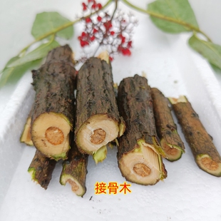 中药材接骨木活筋条扦扦活马尿骚续骨木透骨草舒筋树500g根切片