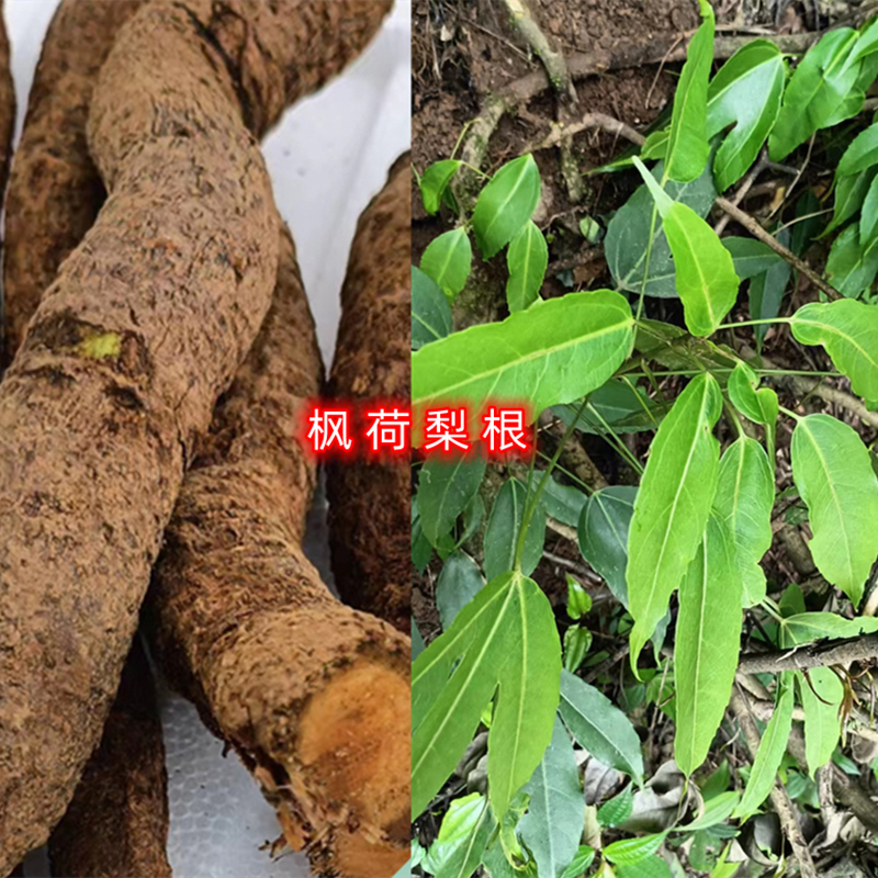 贵州中药材枫荷梨半枫荷鸭脚木鸭脚荷枫荷梨根枝叶半枫荷干根切片