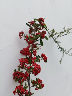 中药材火棘果插花就军粮火把果赤阳子泡酒插花装饰果期长老桩栽培
