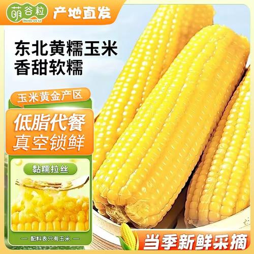 一米八五东北黄糯玉米