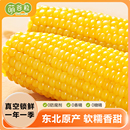 2025萌谷粒东北玉米新鲜糯玉米黄糯棒非即食甜糯黏苞米真空包装