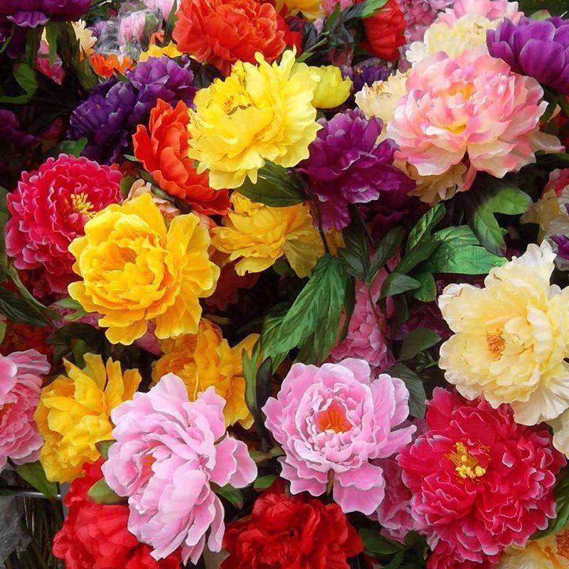 Peony Seeds, Potted Seed, Peony Flower Seed Garden Plants, P